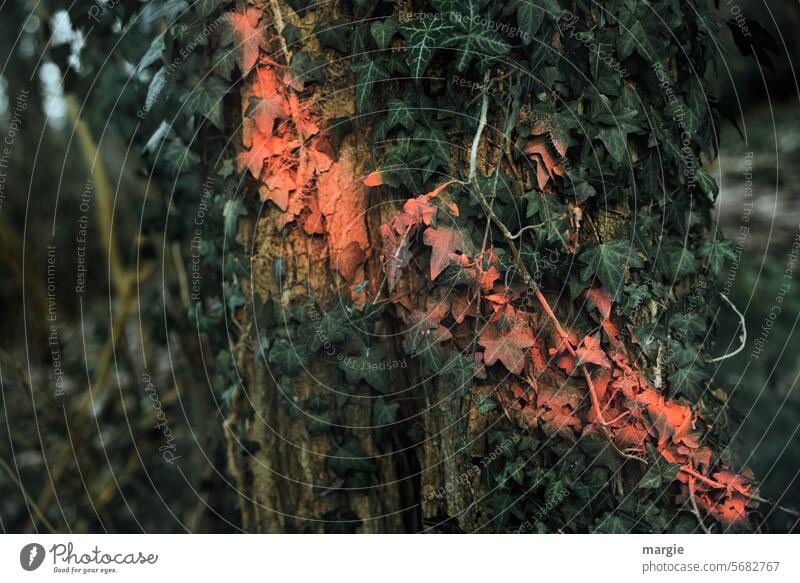 Das Todesurteil  eines Baumes Baumstamm Kennzeichnung Farbe rot Markierungen Efeu Pflanze grün Baumrinde Außenaufnahme Natur Wachstum Wald Umwelt Holz Blatt
