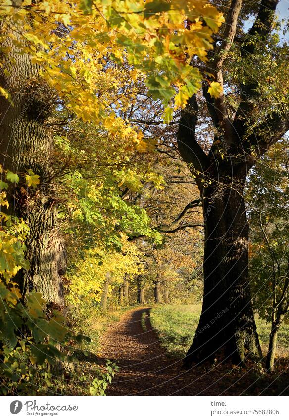 Waldweg im Herbstlicht Weg sonnig Laub Baum Baumstamm Herbstlaub Eiche spazierengehen wandern Idylle Natur Landschaft Wege & Pfade Umwelt Fußweg Erholung