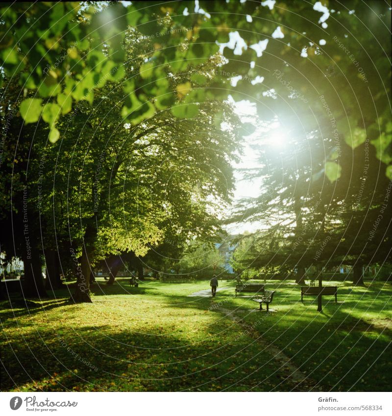 Immer der Sonne nach Erholung Ausflug Sonnenlicht Herbst Baum Park Wiese grün ruhig Zufriedenheit Freizeit & Hobby Idylle Umwelt Spaziergang Farbfoto