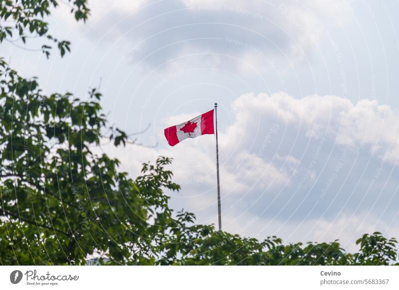 Flagge Kanadas Nationalflagge Ontario Ahorn Blatt Ahornblatt Stolz Natur Himmel grün Grüner Vordergrund Wolken Sonnenlicht Farbfoto Außenaufnahme Patriotismus