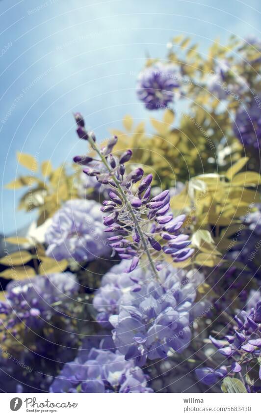 Blauregen in Karlstein blühend violett Schmetterlingsblütler Fabaceae Farboideae Glycinie Wisterie Insektenweide traubiger Blütenstand Kletterpflanze giftig