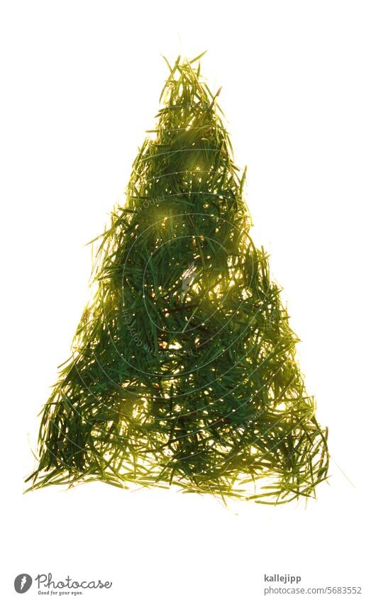 letztes leuchten Tanne Tannennadel Weihnachten & Advent fußboden Tannenzweig Baum Weihnachtsbaum Farbfoto Weihnachtsdekoration Dekoration & Verzierung grün