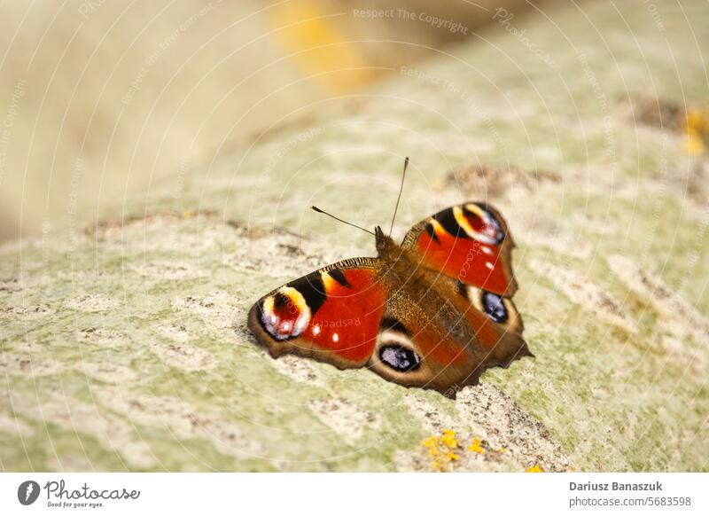 Ein Tagpfauenauge sitzt auf einer Birke, Ostpolen Schmetterling Pfau Sitzen Baum Flügel Insekt braun Nahaufnahme Sommer Natur Tierwelt schön farbenfroh Muster
