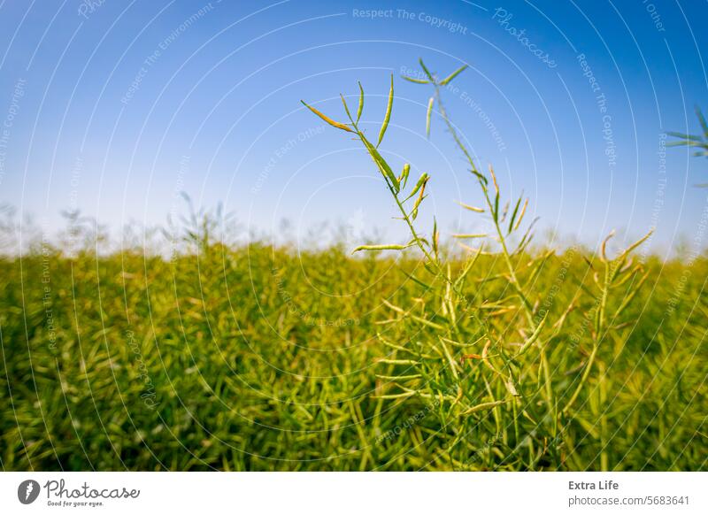 Die Schoten der halbreifen Rapssamen wehen im Wind landwirtschaftlich Ackerbau Agronomie Biokraftstoff blau Brise Rapsöl Müsli Land Ernte Landwirtschaft