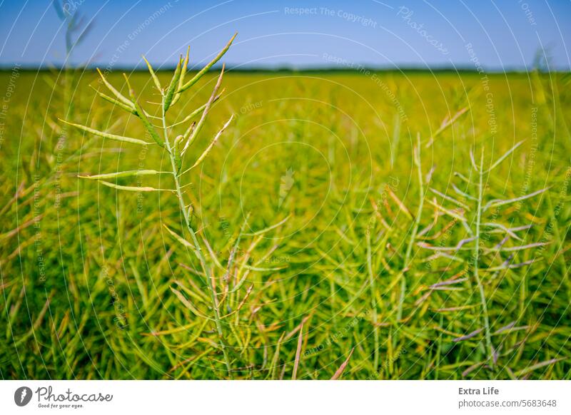 Die Schoten der halbreifen Rapssamen wehen im Wind landwirtschaftlich Ackerbau Agronomie Biokraftstoff blau Brise Rapsöl Müsli Land Ernte Landwirtschaft