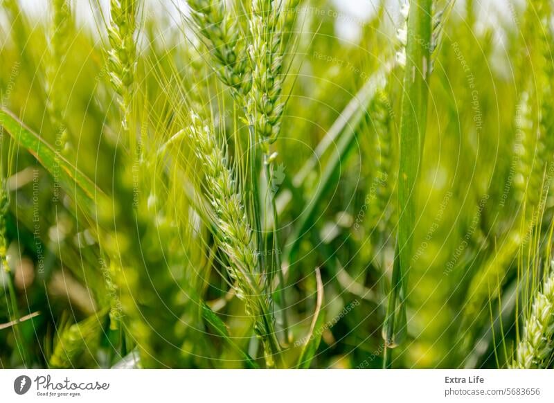 Landwirtschaftliches Erntefeld mit jungen Weizenähren in Großaufnahme, die im Wind wehen landwirtschaftlich Ackerbau Agronomie Gerste Schlag Brise Müsli