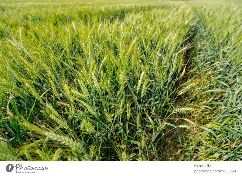 Landwirtschaftliches Erntefeld mit jungen Weizenähren, die im Wind wehen landwirtschaftlich Ackerbau Agronomie Gerste Schlag blau Brise Müsli kultiviert Ohr