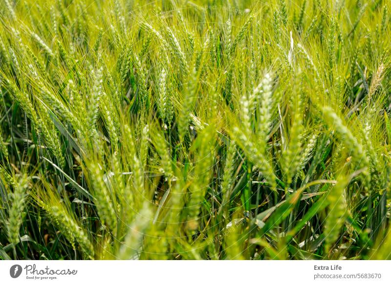 Landwirtschaftliches Erntefeld mit jungen Weizenähren in Großaufnahme, die im Wind wehen landwirtschaftlich Ackerbau Agronomie Gerste Schlag Brise Müsli