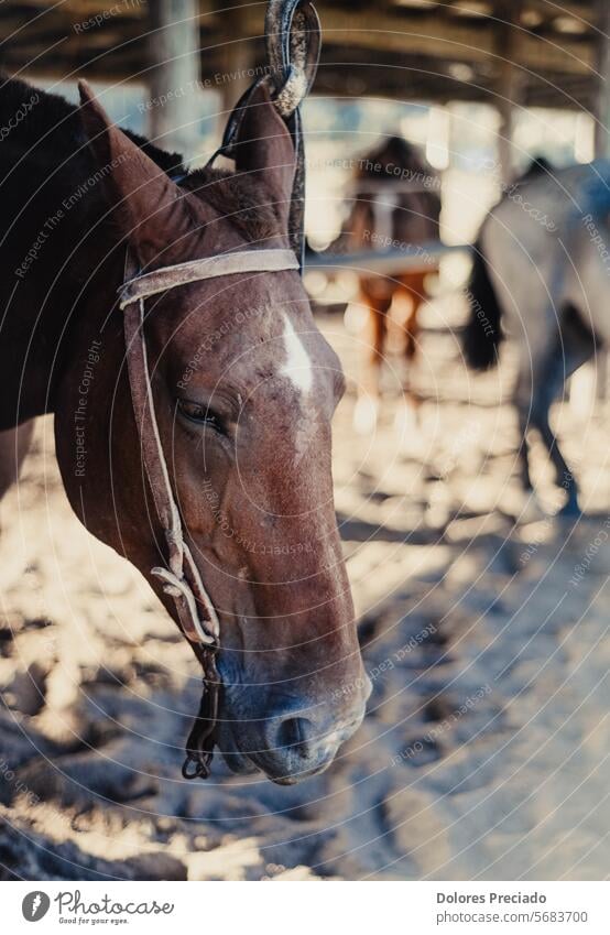 Porträt eines braunen kreolischen Pferdes Tier Tierbild Hintergrund schön Schönheit schwarz Zaumzeug Windstille Nahaufnahme niedlich dunkel heimisch