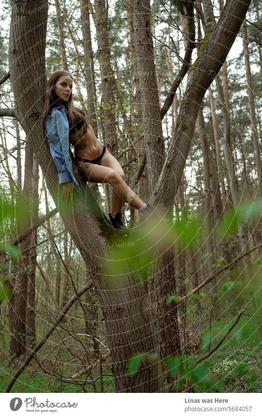 Ein wunderschönes brünettes Mädchen mit Tinte sitzt auf einem Baum. Ein atemberaubendes Dessous-Modell ist wild und frei. Sie genießt die Natur in einem stimmungsvollen Wald. Ihre makellose Figur und ihr eingefärbter Körper passen perfekt in diesen Wald.