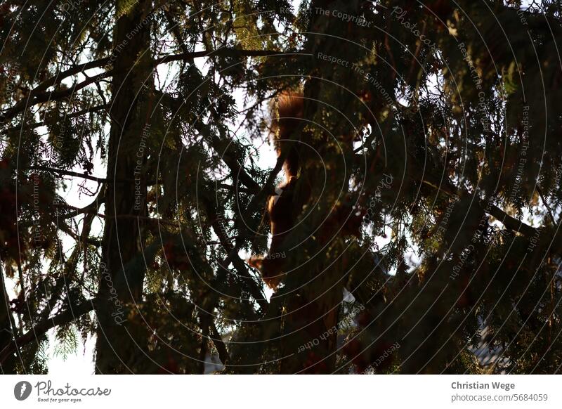 Ein Eichhörnchen ( Baumkarter) der den Stam eines Baumes hinab klettert squirrel Tier Wildtier Farbfoto Außenaufnahme Natur cute Fell animal Naturerlebnis