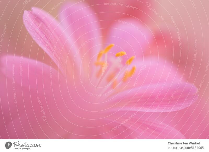 R wie ... | Rosa rosa Nahaufnahme Blütenblätter hell zart rosa blüten blühen Staubgefässe Porzellanröschen geringe Tiefenschärfe Unschärfe