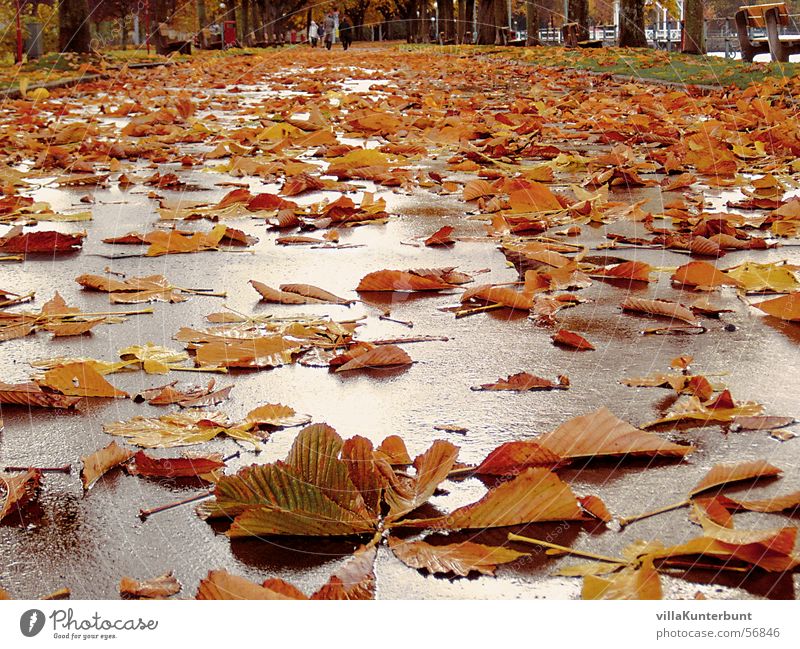 Blätterweg Herbst Blatt Baum mehrere Unendlichkeit autumn leaves Wege & Pfade Straße Kastanienbaum street herbstlich viele liegen