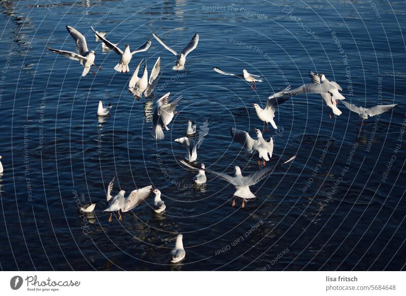 KLEINE AUFFÜHRUNG.. Wasser Möwen Vögel Tanz Tier Freiheit Außenaufnahme Flügel flattern Natur Farbfoto Gruppe frei