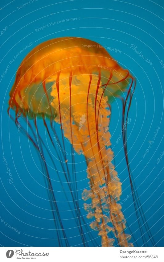 Australischer Jellyfish Qualle Meer Gift gefährlich Tier jellyfisch stinger blau bedrohlich Kontrast