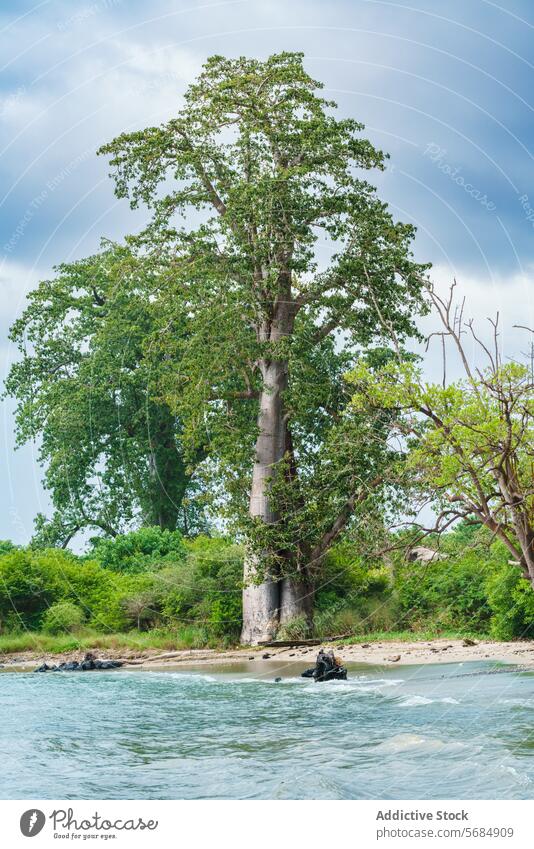 Majestätischer Baum entlang des ruhigen Dschungelufers Fluss Bank Gelassenheit majestätisch hoch friedlich wolkig Himmel Natur Ruhe Wasser grün Laubwerk
