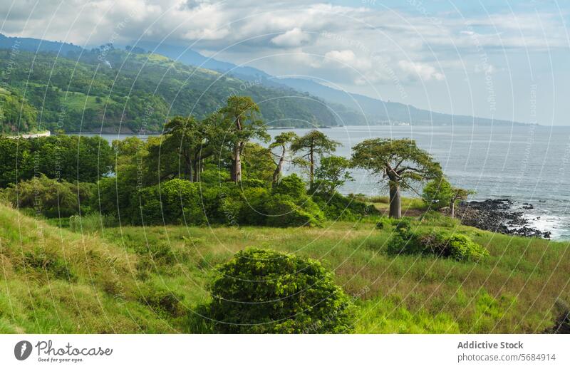 Grüne Küstenlinie an der Ostküste von São Tomé Vegetation felsig Ufer Bäume wolkig Himmel grün Landschaft Natur im Freien malerisch Laubwerk