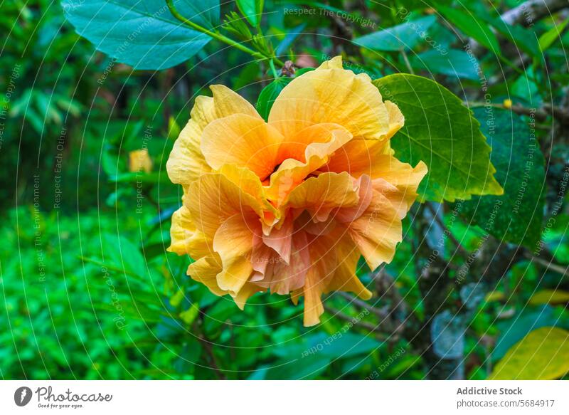 Lebendige Hibiskusblüte im üppigen Grün, Praia Emilia Hawaiiblume Blume orange Blütenblatt üppig (Wuchs) Flora Blütezeit botanisch tropisch isolierter Hibiskus