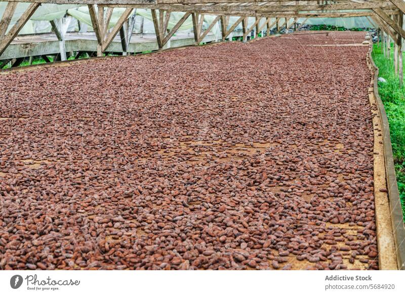 Kakaobohnen beim Trocknen in der Sonne auf der Roça Diogo Vaz Bohne Trocknung roça diogo vaz Schokolade Schonung Ackerbau produzieren Ernte Industrie Hülse