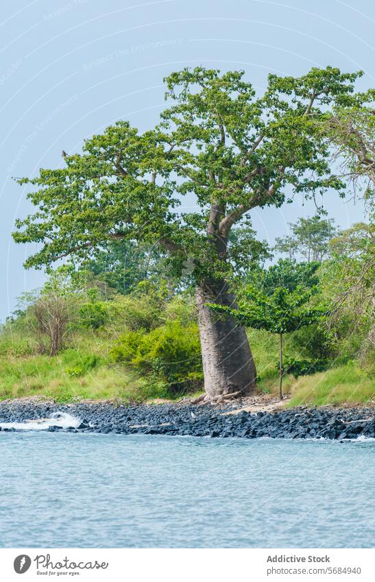 Majestätischer Baobab-Baum am Strand von Praia Emilia baobab praia emilia Uferlinie felsig Küste Natur Landschaft einsiedlerisch dicker Baumstamm üppig (Wuchs)
