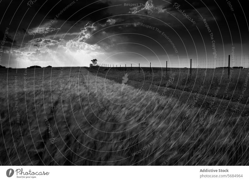 Dramatische schwarz-weiße Landschaft in La Mancha schwarz auf weiß Spanien kastilla la mancha Monochrom dramatisch Himmel Unwetter Cloud Sonnenlicht Feld Weizen