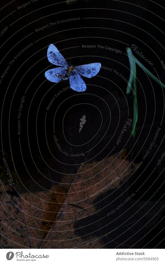 Ätherischer blauer Schmetterling auf dunklem Hintergrund Blatt Gras Ruhe Natur Flügel filigran Insekt Vor dunklem Hintergrund ätherisch Tierwelt Gelassenheit