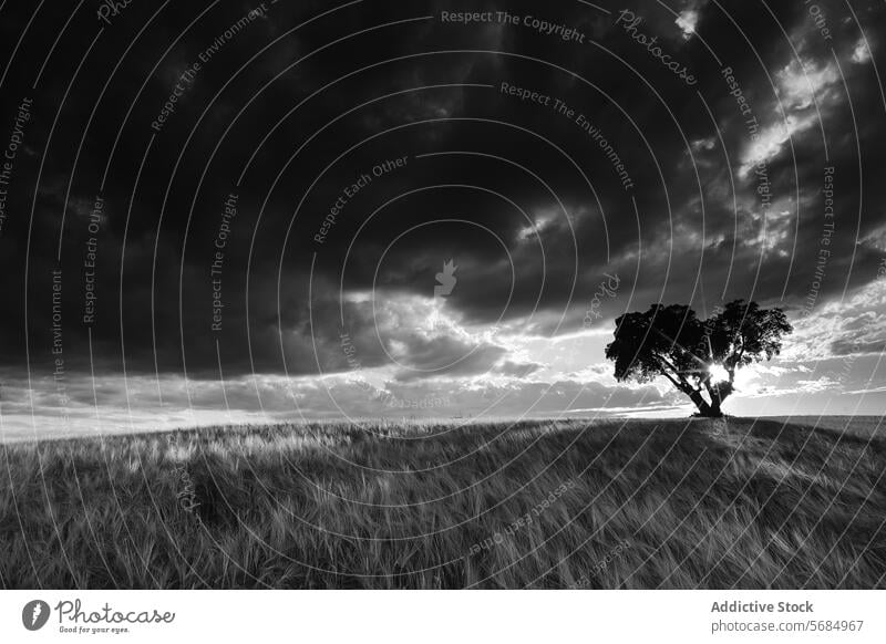 Dramatischer Himmel und einsamer Baum in der Landschaft von La Mancha schwarz auf weiß dramatischer Himmel Solitärbaum Weizenfeld kastilla la mancha Spanien
