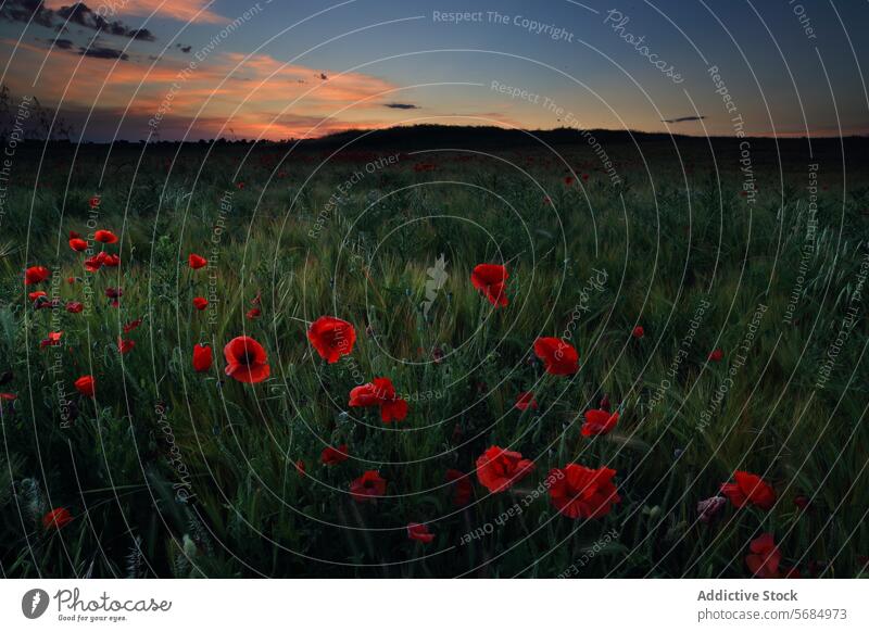 Ruhiger Sonnenuntergang über Mohnfeldern in La Mancha, Spanien Feld Landschaft ruhig Gelassenheit malerisch Blumen Natur ländlich kastilla la mancha