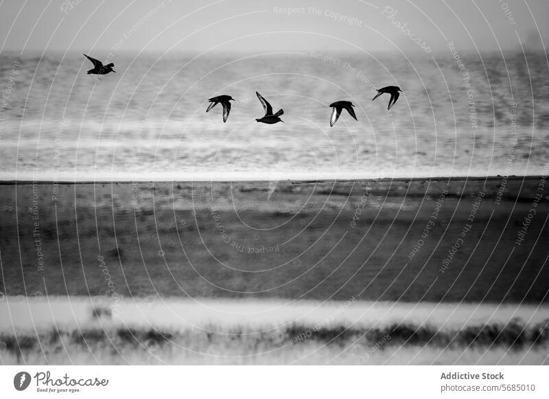 Silhouetted Sandpiper Vögel fliegen über ruhige Gewässer in der Abenddämmerung Vogel Strandläufer Flug Wasser Monochrom Windstille Gelassenheit Tierwelt Natur