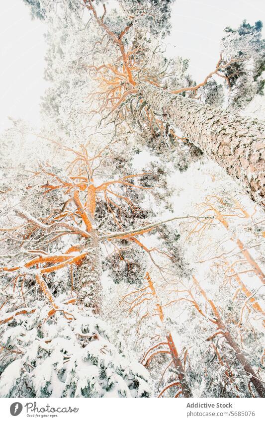 Schneebedeckte Bäume im Guadarrama-Nationalpark, Spanien Baum guadarrama Winter Landschaft weiß Himmel Natur Gelassenheit friedlich kalt frostig Niederlassungen