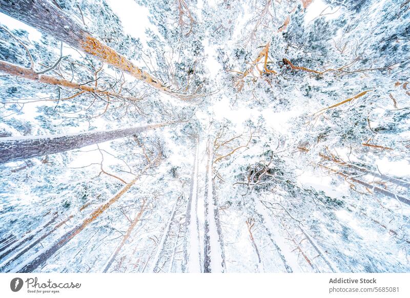 Bezaubernde schneebedeckte Bäume im Guadarrama-Nationalpark Winter Landschaft nationalpark von guadarrama Spanien Schnee Wald Natur malerisch Schönheit ruhig