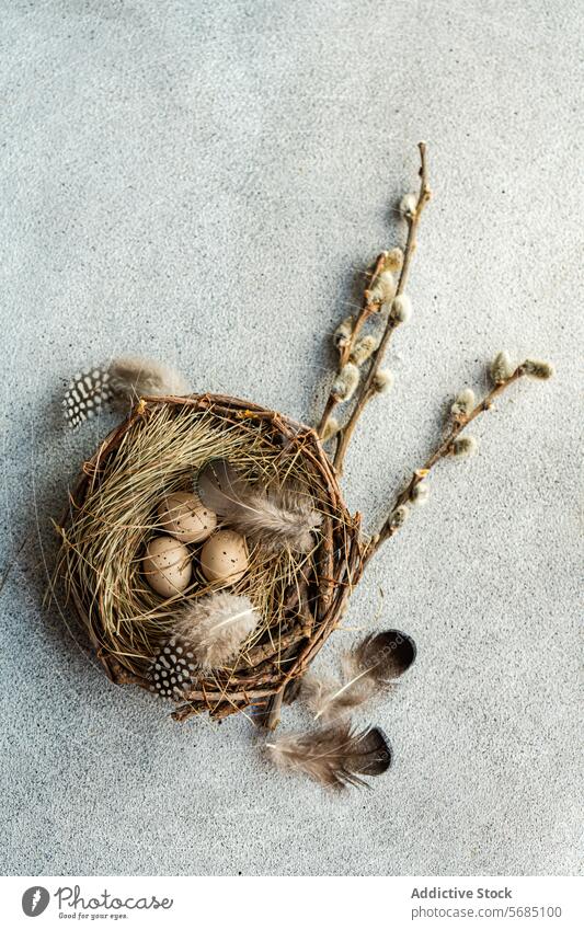 Rustikales Osterflatlay von oben mit einem Nest aus gesprenkelten Eiern, Federn und Weidenzweigen vor einem strukturierten grauen Hintergrund Ostern Flachlegung