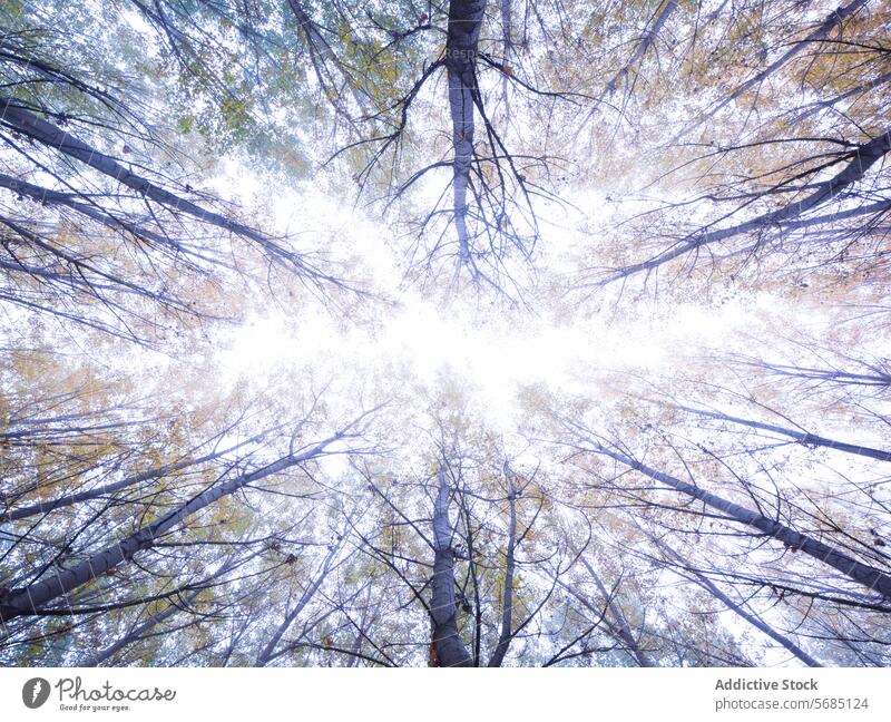 Pappel- und Walnussbäume, die im Herbst in den Himmel ragen Baum Pappeln Blatt Kofferraum aufwärts Wald Natur dünn robust Anzeige Schutzdach vertikal Waldgebiet