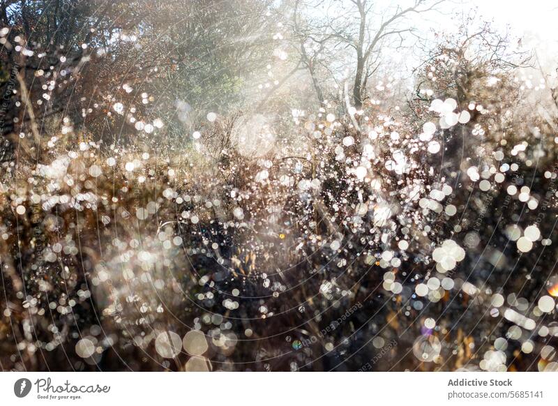 Verzauberter Morgentau glitzert in einem Eichenwald Sonnenlicht Tau Wald glühen magisch Niederlassungen Blätter Netz kompliziert Filter dicht verzaubert