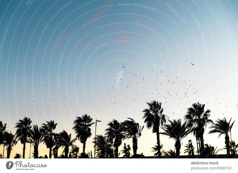 Silhouette von Palmen gegen einen Sonnenuntergang Himmel mit Vögeln fliegen über Natur Abenddämmerung ruhig friedlich im Freien tropisch Horizont malerisch