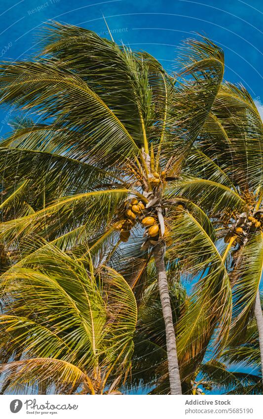 Kokosnusspalmen wiegen sich unter dem sonnigen Himmel von Miami Handfläche Baum blau tropisch Florida Natur malerisch im Freien Laubwerk frond Kokospalme
