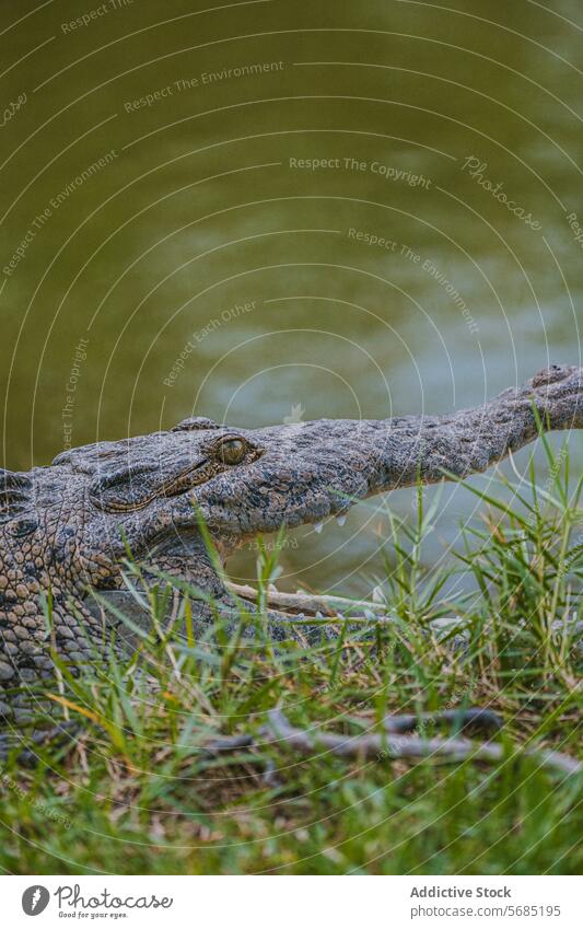 Nahaufnahme eines amerikanischen Alligators in Miami, Florida Auge Skala Reptil Tierwelt natürlicher Lebensraum USA Detailaufnahme Natur im Freien
