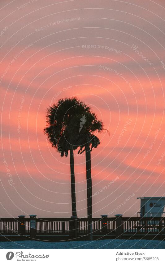 Palme Silhouette gegen lebendige Sonnenuntergang Himmel in Miami Florida rosa orange Abenddämmerung Dämmerung Natur malerisch ruhig Schönheit Farbe pulsierend