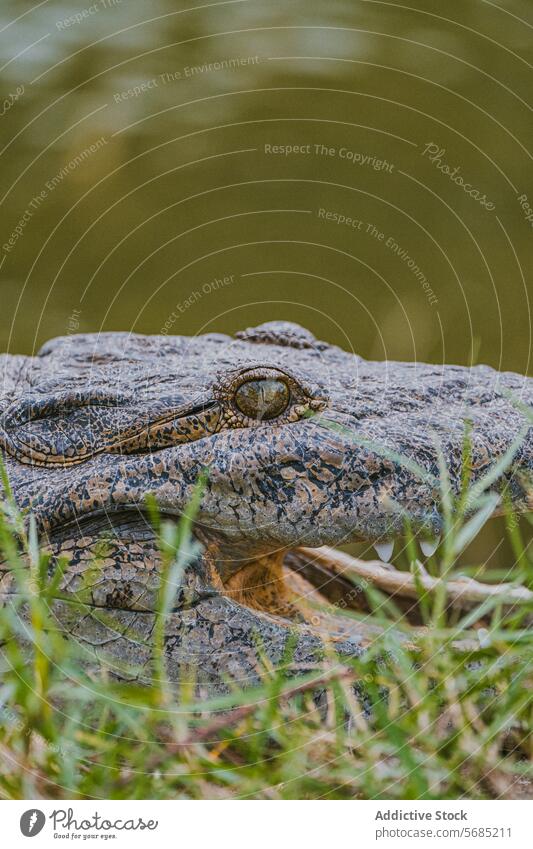 Nahaufnahme eines amerikanischen Alligators in Miami, Florida Auge Skala Reptil Tierwelt natürlicher Lebensraum USA Detailaufnahme Natur im Freien