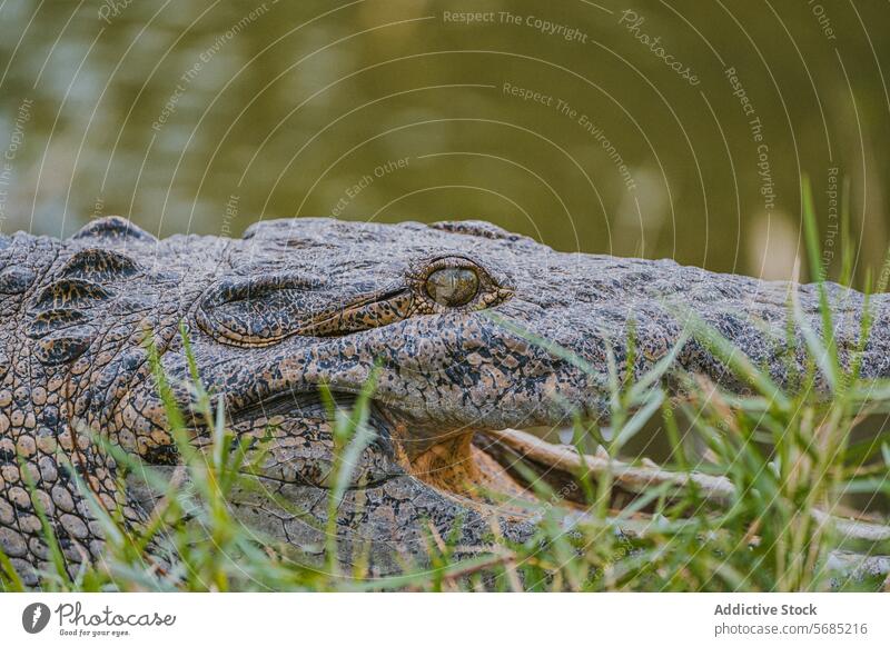 Nahaufnahme von Auge und Schuppen eines Alligators in Miami Skala Reptil Florida Textur Muster Natur Tierwelt Raubtier Tarnung Detailaufnahme wild Sumpfgebiet