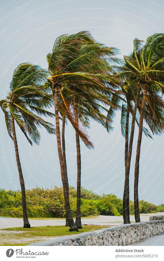 Windgepeitschte Palmen säumen einen Weg in Miami, Florida Handfläche Baum USA tropisch Brise malerisch warm Essenz hoch schwenken Natur im Freien Landschaft