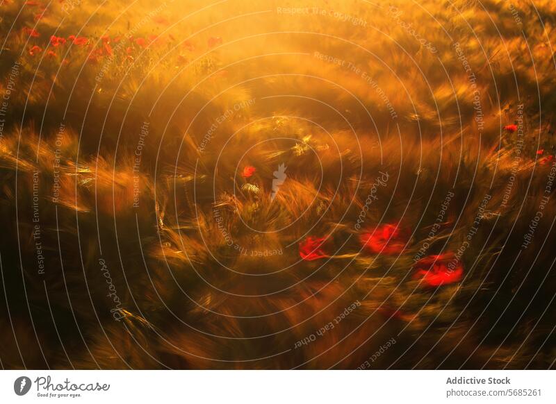 Goldenes Sonnenlicht fällt durch ein dynamisches Weizenfeld mit roten Mohnblumen und erzeugt einen verschwommenen, traumhaften Effekt golden Feld Einfluss
