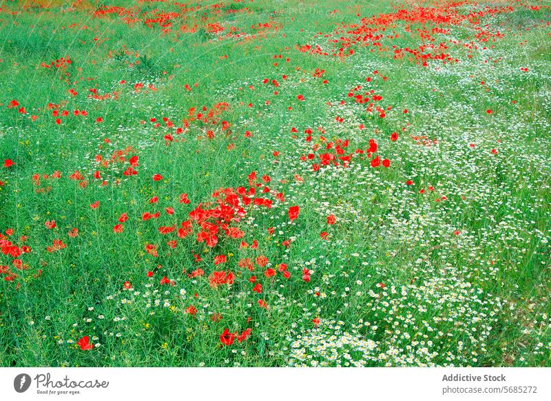 Ein leuchtendes Feld mit rotem Mohn und weißen Gänseblümchen, die zwischen grünem Gras blühen und die natürliche Schönheit einer Wildblumenwiese zeigen Wiese