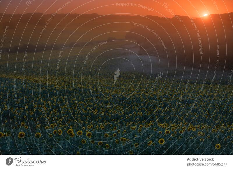 Die untergehende Sonne wirft ein warmes Licht auf ein großes Sonnenblumenfeld und markiert das Ende eines Tages auf dem Lande Sonnenuntergang Feld Landschaft