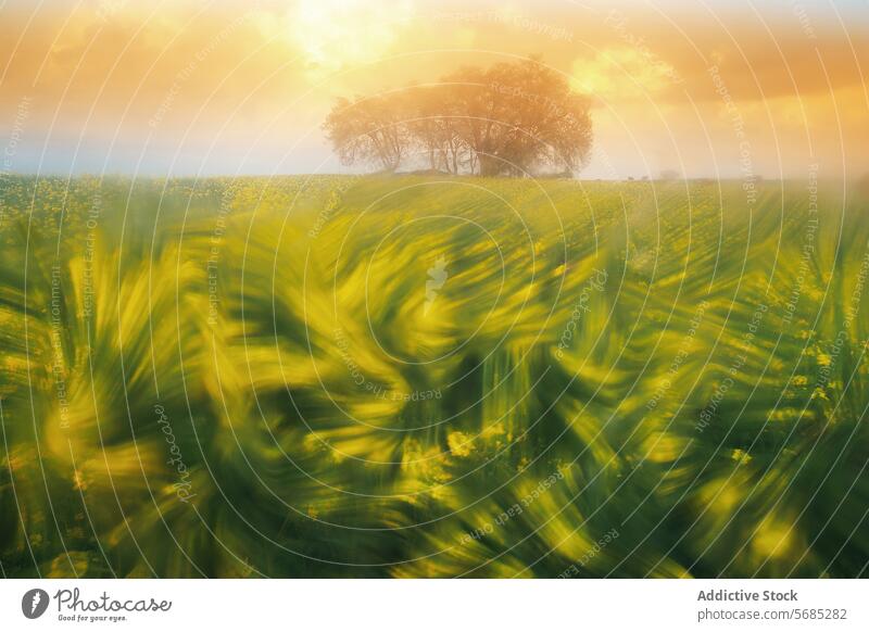 Eine himmlische Landschaft mit einer Mischung aus goldenen Wildblumen vor dem Hintergrund ruhiger Bäume bei einem sanften, dunstigen Sonnenaufgang Unschärfe