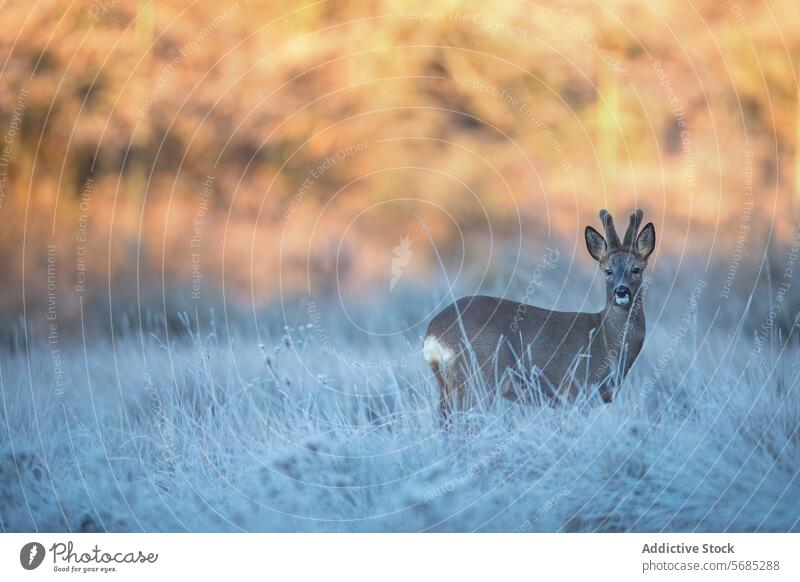 Rehwild in der Morgendämmerung auf einem frostigen Feld Frost Sonnenlicht ruhig Gelassenheit Natur Tierwelt Säugetier im Freien kalt Winter goldene Stunde