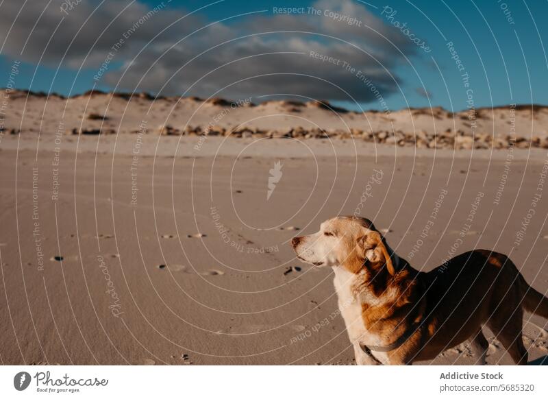 Ein nachdenklicher Hund steht am Sandstrand von Lariño, hinter dem sich Fußspuren und Dünen unter einem bewölkten Himmel abzeichnen Strand Galicia Cloud Tier