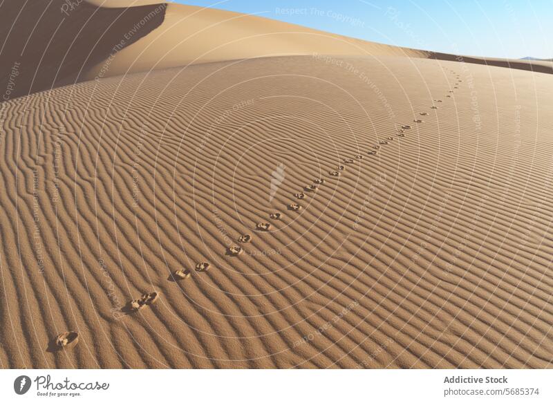 Tierspuren auf gewellten Wüstensanddünen wüst Dunes Sand Spuren Landschaft Natur Muster Rippeln Wildnis trocken trocknen im Freien sonnig Klarer Himmel Ruhe