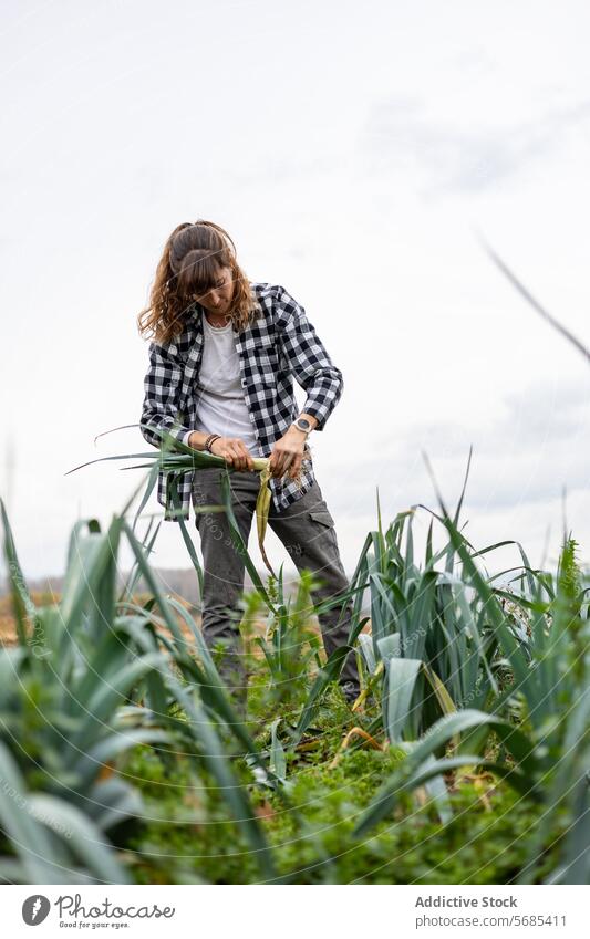 Bäuerin sammelt Lauch auf dem Feld Erwachsener Ackerbau Agronomin Botanik Kaukasier sammelnd Ernte Bodenbearbeitung Öko Landwirt Landwirtschaft Ackerland Frau