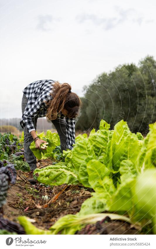 Bäuerin sammelt Mangold auf dem Feld Erwachsener Ackerbau Agronomin Botanik Kaukasier sammelnd Ernte Bodenbearbeitung Öko Landwirt Landwirtschaft Ackerland Frau